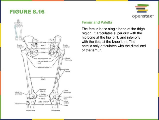 Open stax anatomy&physiology ch08