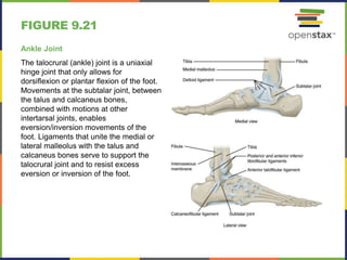 Talocrural Inversion Open stax anatomy&physiology ch09 | PPTX