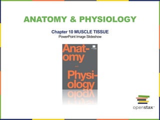 ANATOMY & PHYSIOLOGY
Chapter 10 MUSCLE TISSUE
PowerPoint Image Slideshow
 