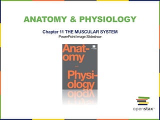 ANATOMY & PHYSIOLOGY
Chapter 11 THE MUSCULAR SYSTEM
PowerPoint Image Slideshow
 