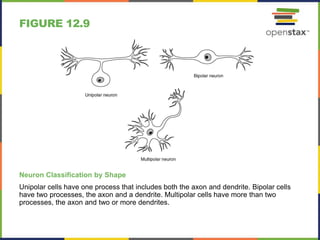 Axon Classifications Open stax anatomy& physiology ch12 | PPTX