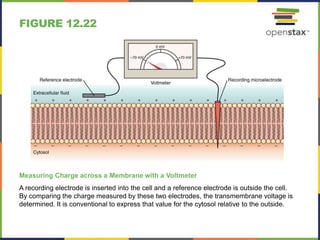 Open stax anatomy& physiology ch12 | PPTX