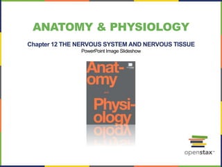 ANATOMY & PHYSIOLOGY
Chapter 12 THE NERVOUS SYSTEM AND NERVOUS TISSUE
PowerPoint Image Slideshow
 