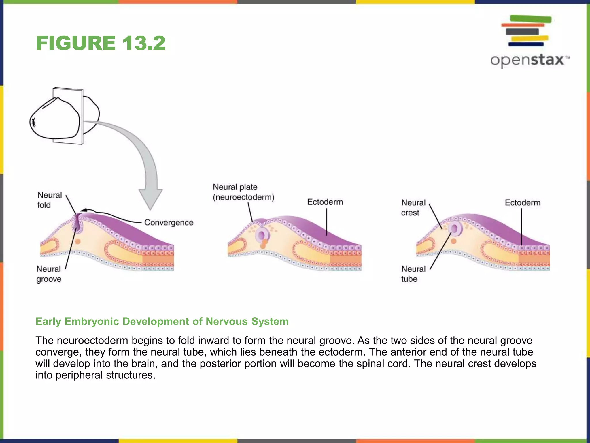 Neuroectoderm Development Open stax anatomy& physiology ch13 | PPTX