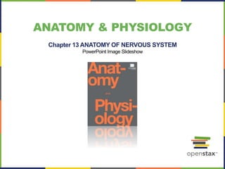 ANATOMY & PHYSIOLOGY
Chapter 13 ANATOMY OF NERVOUS SYSTEM
PowerPoint Image Slideshow
 