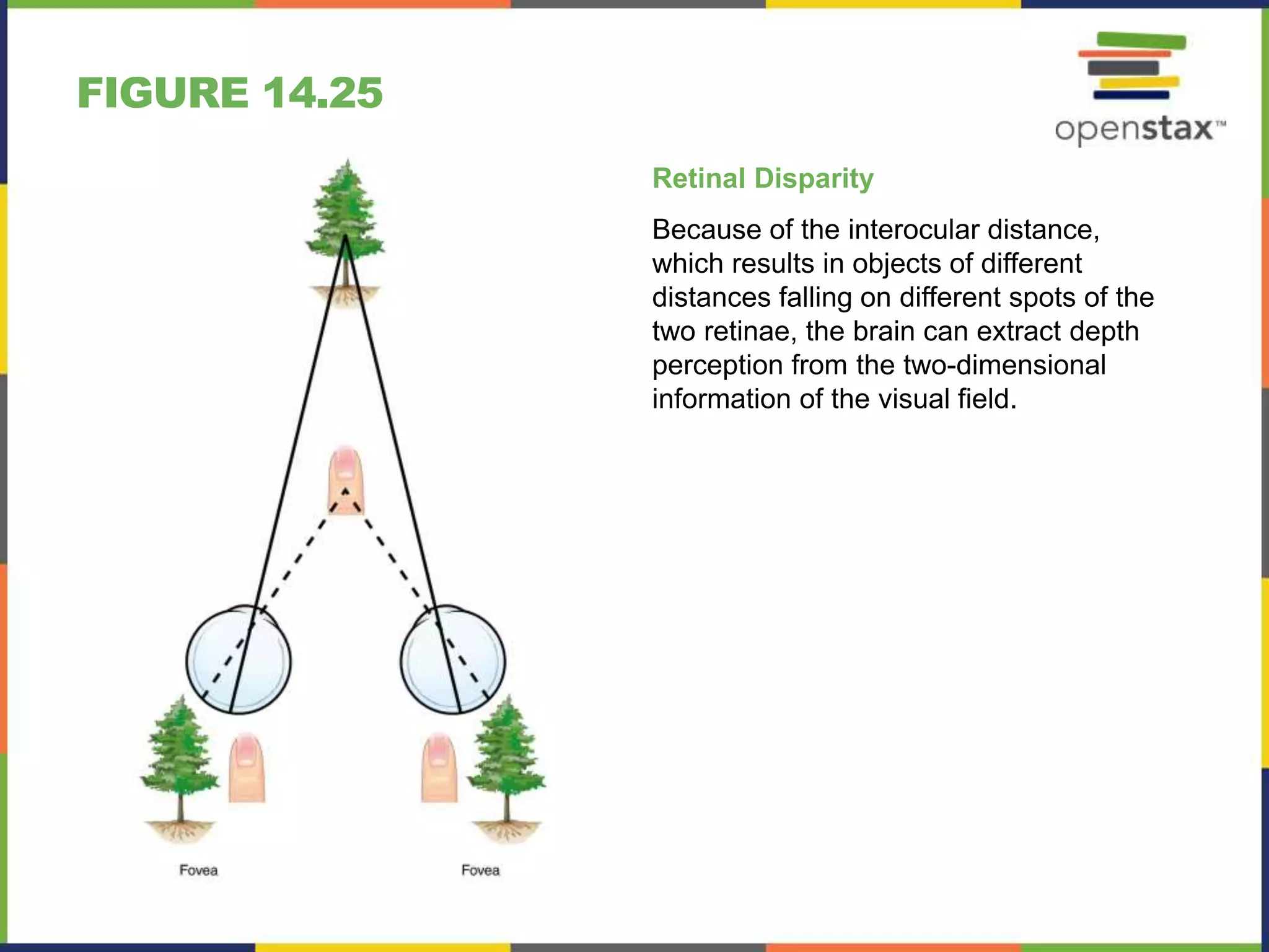 Interocular Distance Radiology Open stax anatomy& physiology ch14 | PPTX