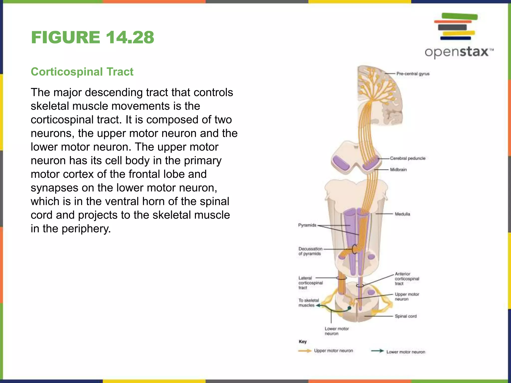Compose Tract Open stax anatomy& physiology ch14 | PPTX