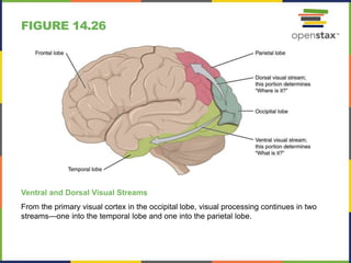 Open stax anatomy& physiology ch14 | PPTX