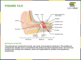 Open stax anatomy& physiology ch14 | PPTX