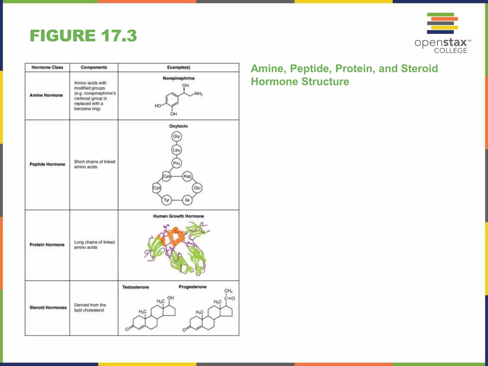 17 2 HORMONES ANATOMY PHYSIOLOGY 2E visual data 2