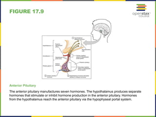 FIGURE 17.9 
Anterior Pituitary 
The anterior pituitary manufactures seven hormones. The hypothalamus produces separate 
hormones that stimulate or inhibit hormone production in the anterior pituitary. Hormones 
from the hypothalamus reach the anterior pituitary via the hypophyseal portal system. 
 