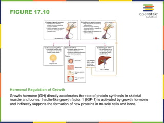 FIGURE 17.10 
Hormonal Regulation of Growth 
Growth hormone (GH) directly accelerates the rate of protein synthesis in skeletal 
muscle and bones. Insulin-like growth factor 1 (IGF-1) is activated by growth hormone 
and indirectly supports the formation of new proteins in muscle cells and bone. 
 
