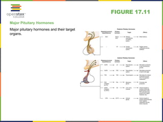 FIGURE 17.11 
Major Pituitary Hormones 
Major pituitary hormones and their target 
organs. 
 