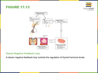 FIGURE 17.13 
Classic Negative Feedback Loop 
A classic negative feedback loop controls the regulation of thyroid hormone levels. 
 