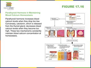 FIGURE 17.16 
Parathyroid Hormone in Maintaining 
Blood Calcium Homeostasis 
Parathyroid hormone increases blood 
calcium levels when they drop too low. 
Conversely, calcitonin, which is released 
from the thyroid gland, decreases blood 
calcium levels when they become too 
high. These two mechanisms constantly 
maintain blood calcium concentration at 
homeostasis. 
 