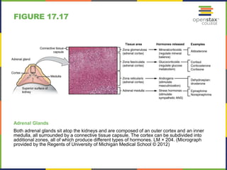 FIGURE 17.17 
Adrenal Glands 
Both adrenal glands sit atop the kidneys and are composed of an outer cortex and an inner 
medulla, all surrounded by a connective tissue capsule. The cortex can be subdivided into 
additional zones, all of which produce different types of hormones. LM × 204. (Micrograph 
provided by the Regents of University of Michigan Medical School © 2012) 
 