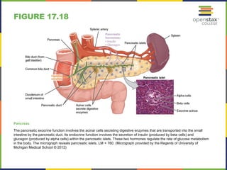 FIGURE 17.18 
Pancreas 
The pancreatic exocrine function involves the acinar cells secreting digestive enzymes that are transported into the small 
intestine by the pancreatic duct. Its endocrine function involves the secretion of insulin (produced by beta cells) and 
glucagon (produced by alpha cells) within the pancreatic islets. These two hormones regulate the rate of glucose metabolism 
in the body. The micrograph reveals pancreatic islets. LM × 760. (Micrograph provided by the Regents of University of 
Michigan Medical School © 2012) 
 