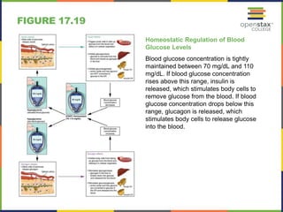 FIGURE 17.19 
Homeostatic Regulation of Blood 
Glucose Levels 
Blood glucose concentration is tightly 
maintained between 70 mg/dL and 110 
mg/dL. If blood glucose concentration 
rises above this range, insulin is 
released, which stimulates body cells to 
remove glucose from the blood. If blood 
glucose concentration drops below this 
range, glucagon is released, which 
stimulates body cells to release glucose 
into the blood. 
 