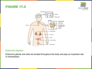 FIGURE 17.2 
Endocrine System 
Endocrine glands and cells are located throughout the body and play an important role 
in homeostasis. 
 