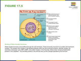 FIGURE 17.5 
Binding of Water-Soluble Hormones 
Water-soluble hormones cannot diffuse through the cell membrane. These hormones must bind to a surface cell-membrane 
receptor. The receptor then initiates a cell-signaling pathway within the cell involving G proteins, adenylyl cyclase, the 
secondary messenger cyclic AMP (cAMP), and protein kinases. In the final step, these protein kinases phosphorylate 
proteins in the cytoplasm. This activates proteins in the cell that carry out the changes specified by the hormone. 
 