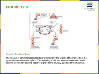 FIGURE 17.6 
Negative Feedback Loop 
The release of adrenal glucocorticoids is stimulated by the release of hormones from the 
hypothalamus and pituitary gland. This signaling is inhibited when glucocorticoid levels 
become elevated by causing negative signals to the pituitary gland and hypothalamus. 
 