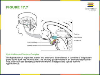 FIGURE 17.7 
Hypothalamus–Pituitary Complex 
The hypothalamus region lies inferior and anterior to the thalamus. It connects to the pituitary 
gland by the stalk-like infundibulum. The pituitary gland consists of an anterior and posterior 
lobe, with each lobe secreting different hormones in response to signals from the 
hypothalamus. 
 