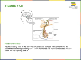 FIGURE 17.8 
Posterior Pituitary 
Neurosecretory cells in the hypothalamus release oxytocin (OT) or ADH into the 
posterior lobe of the pituitary gland. These hormones are stored or released into the 
blood via the capillary plexus. 
 