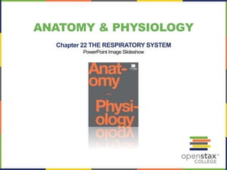 ANATOMY & PHYSIOLOGY 
Chapter 22 THE RESPIRATORY SYSTEM 
PowerPoint Image Slideshow 
 