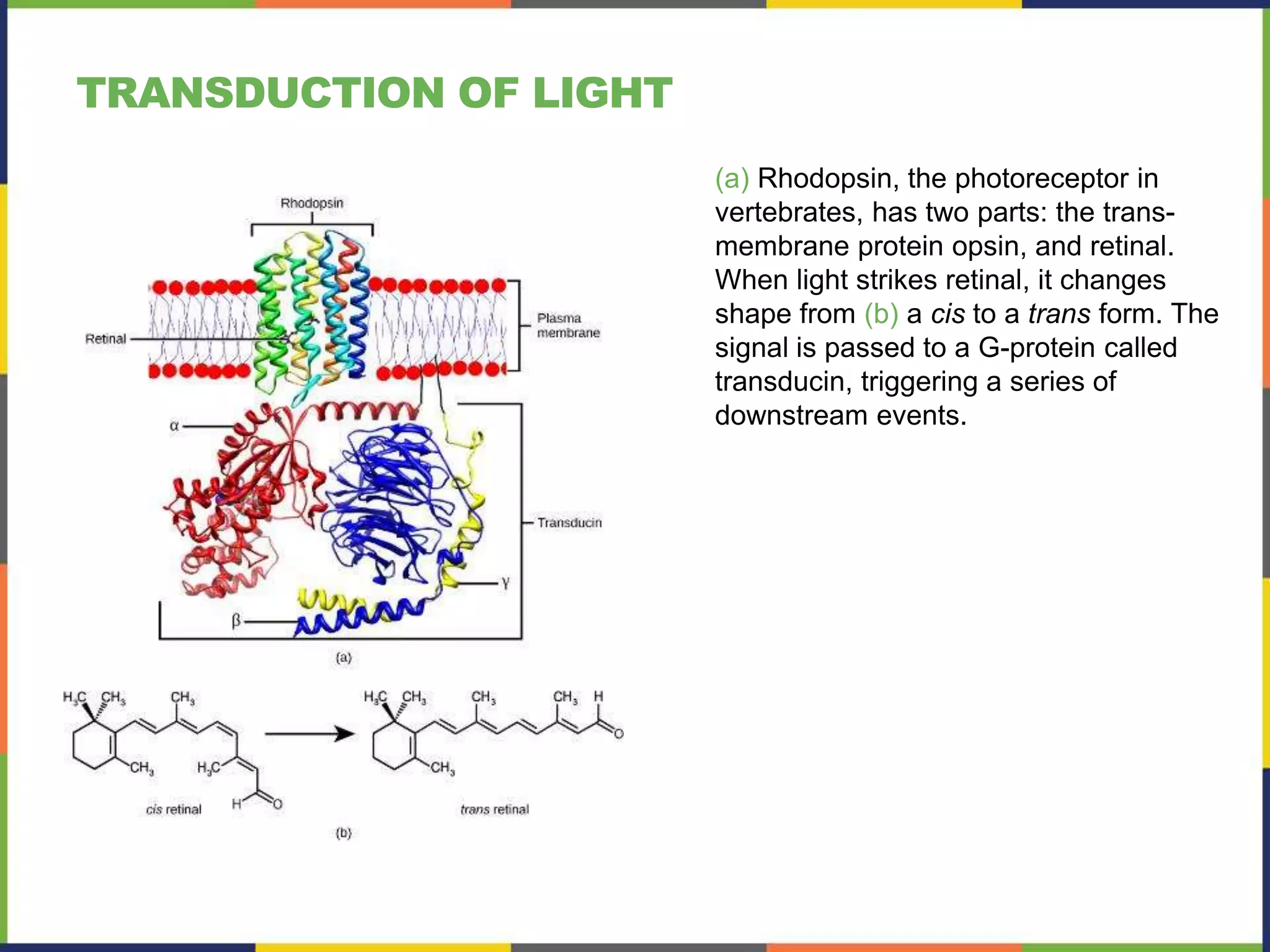 Sensory Systems - Openstax AP Biology | PPTX