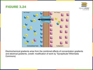 Cell Structure and Function | PPTX