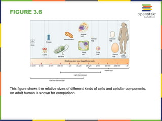 Cell Structure and Function | PPTX