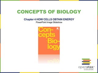 CONCEPTS OF BIOLOGY 
Chapter 4 HOW CELLS OBTAIN ENERGY 
PowerPoint Image Slideshow 
 