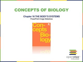 CONCEPTS OF BIOLOGY 
Chapter 16 THE BODY’S SYSTEMS 
PowerPoint Image Slideshow 
 