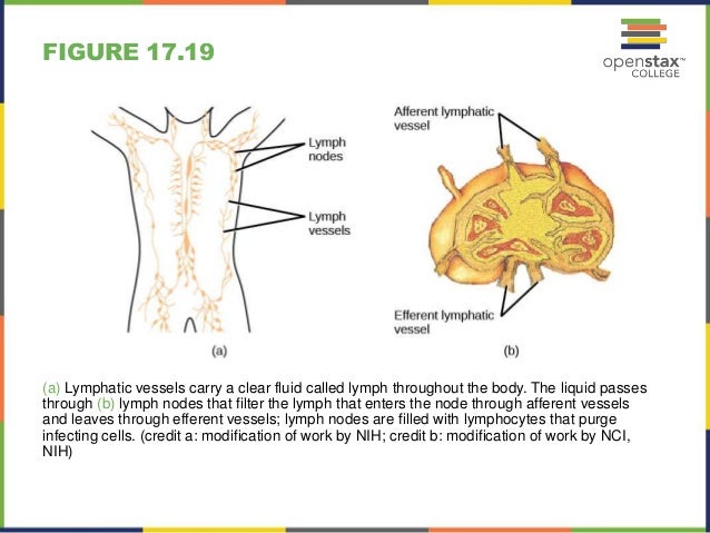 Open stax biology (nonmajors) ch17