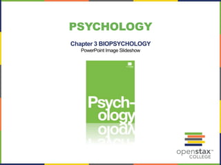 PSYCHOLOGY
Chapter 3 BIOPSYCHOLOGY
PowerPoint Image Slideshow
 