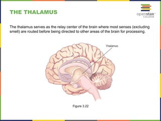 OpenStax_Psychology_CH03_ImageSlideshow (2).pptx
