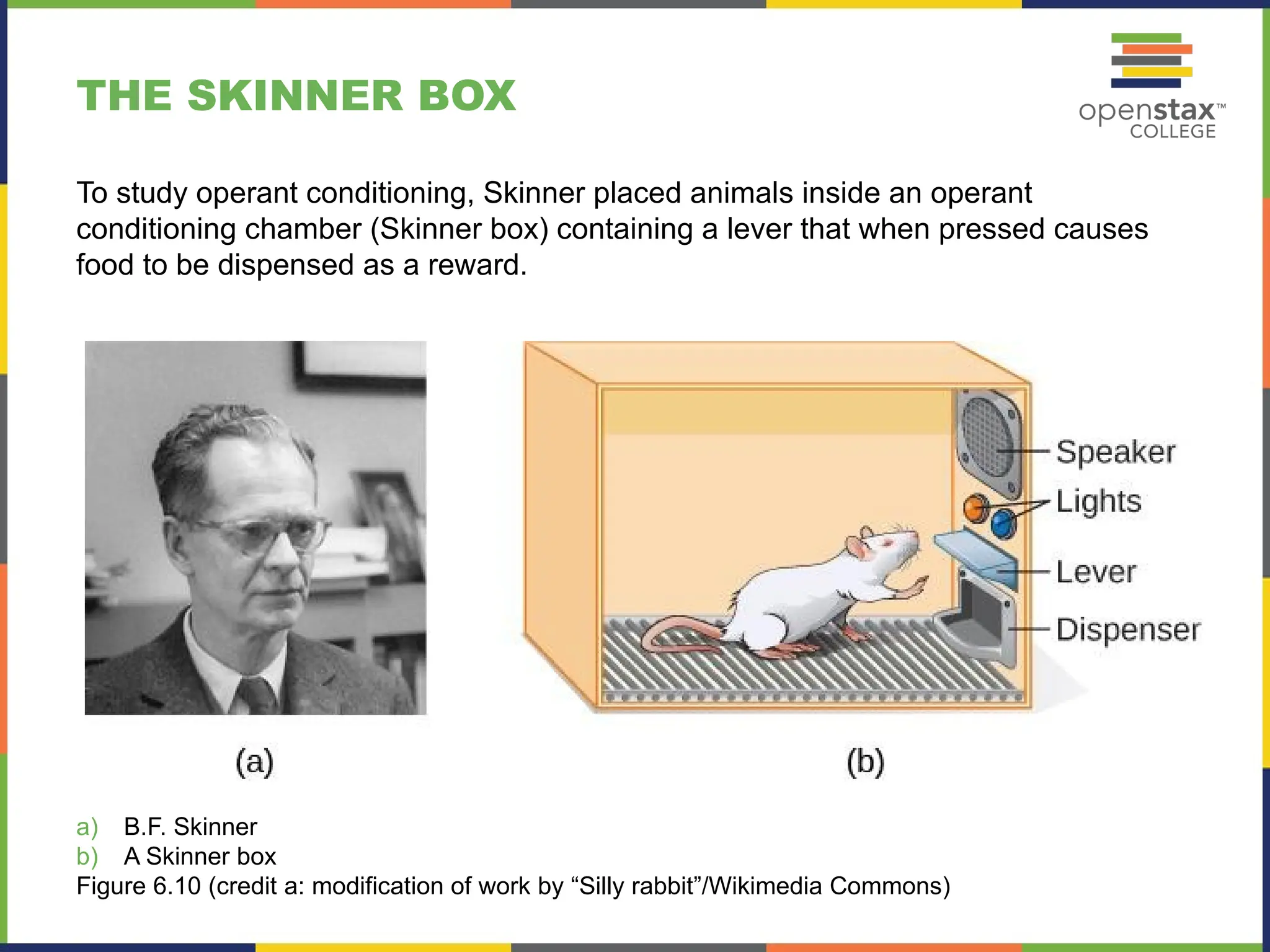 THE SKINNER BOX
To study operant conditioning, Skinner placed animals inside an operant
conditioning chamber (Skinner box) containing a lever that when pressed causes
food to be dispensed as a reward.
a) B.F. Skinner
b) A Skinner box
Figure 6.10 (credit a: modification of work by “Silly rabbit”/Wikimedia Commons)
 