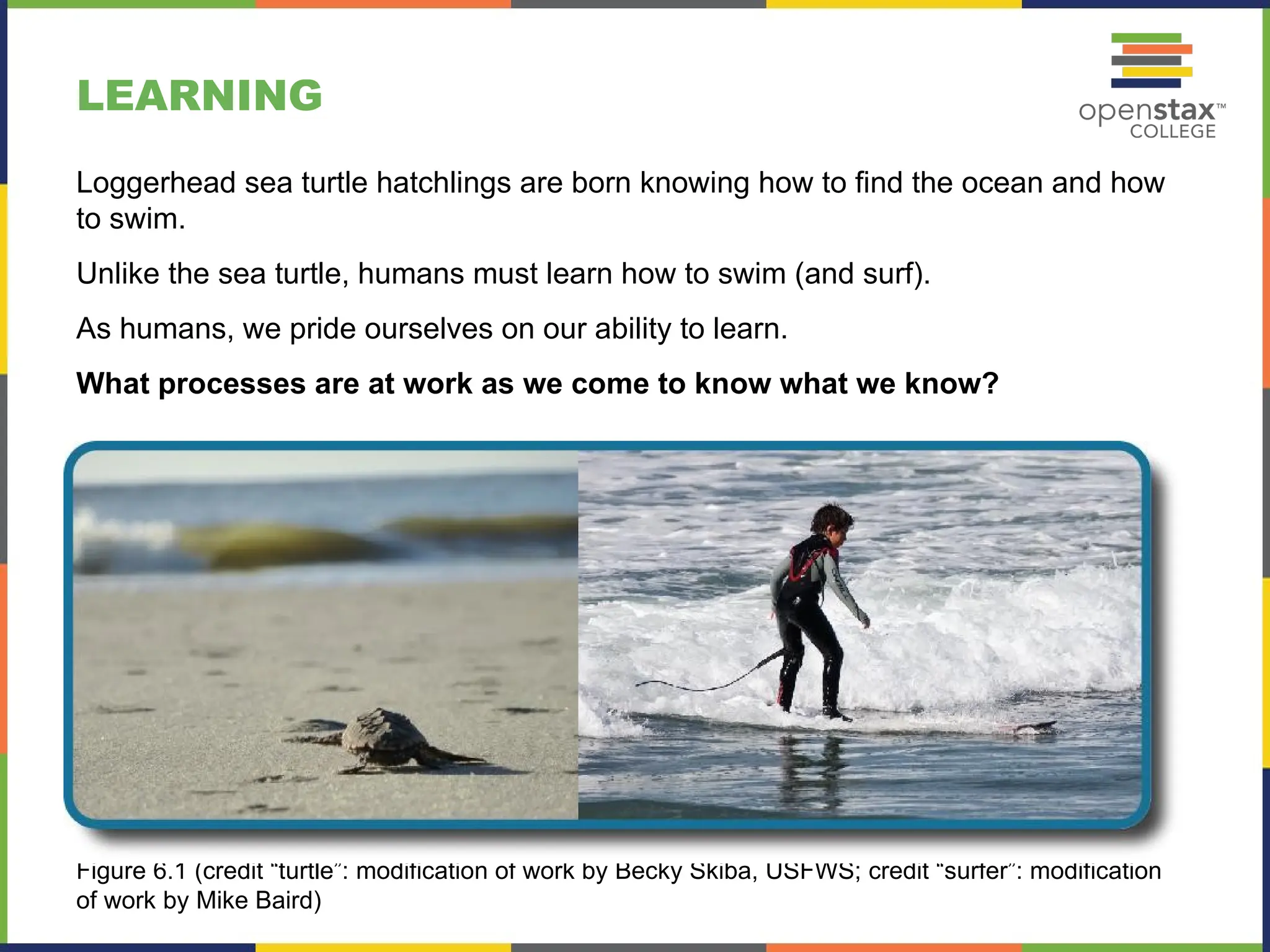 LEARNING
Figure 6.1 (credit “turtle”: modification of work by Becky Skiba, USFWS; credit “surfer”: modification
of work by Mike Baird)
Loggerhead sea turtle hatchlings are born knowing how to find the ocean and how
to swim.
Unlike the sea turtle, humans must learn how to swim (and surf).
As humans, we pride ourselves on our ability to learn.
What processes are at work as we come to know what we know?
 