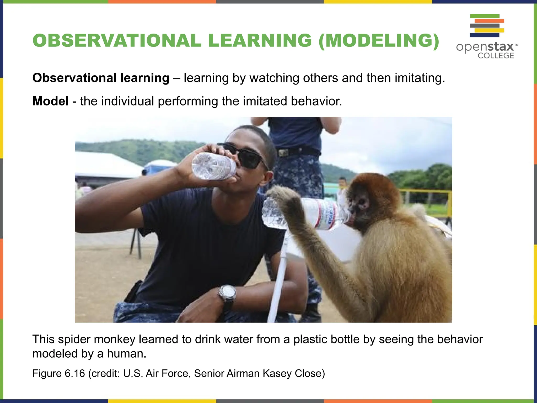 OBSERVATIONAL LEARNING (MODELING)
This spider monkey learned to drink water from a plastic bottle by seeing the behavior
modeled by a human.
Figure 6.16 (credit: U.S. Air Force, Senior Airman Kasey Close)
Observational learning – learning by watching others and then imitating.
Model - the individual performing the imitated behavior.
 