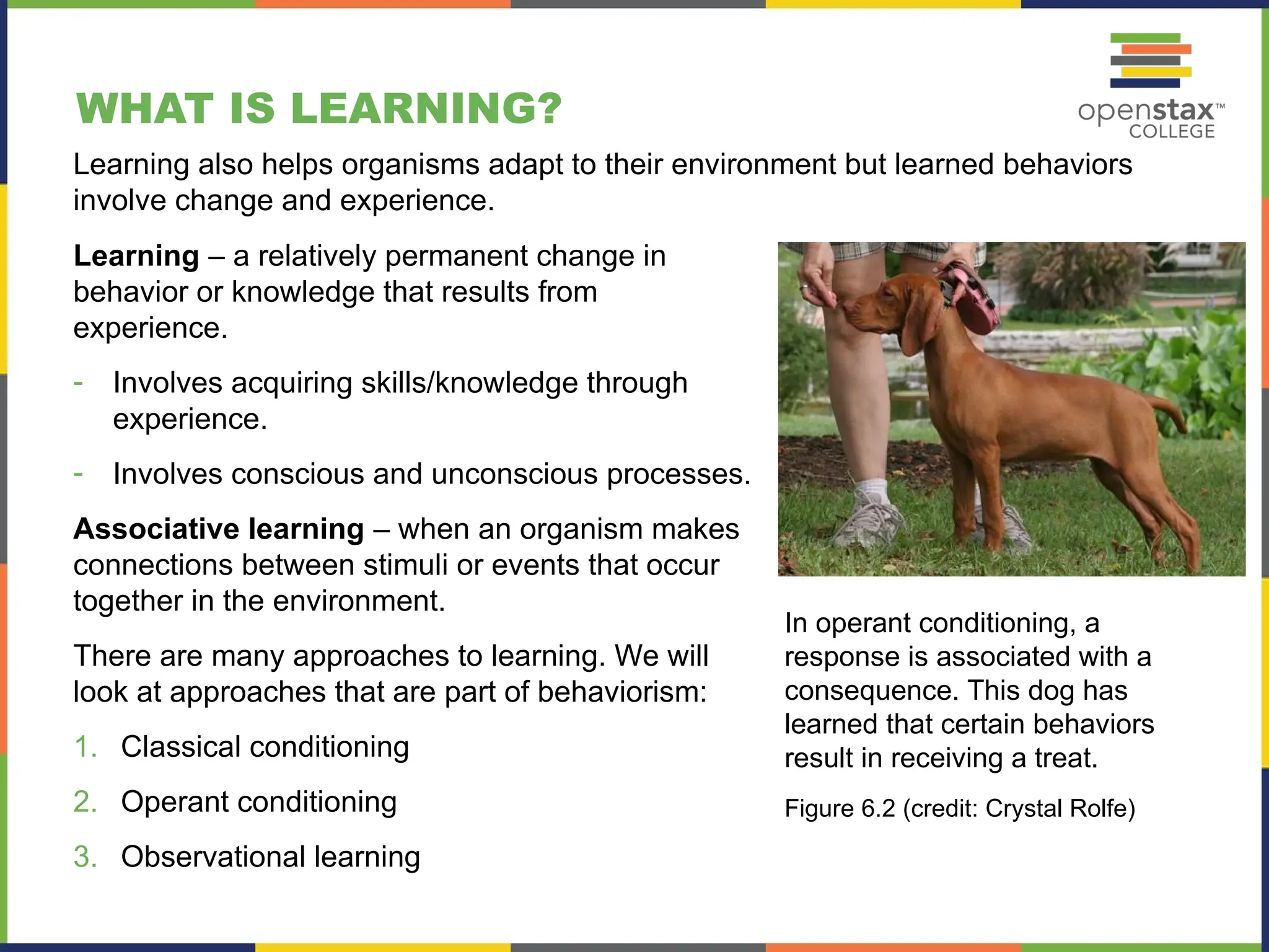 WHAT IS LEARNING?
In operant conditioning, a
response is associated with a
consequence. This dog has
learned that certain behaviors
result in receiving a treat.
Figure 6.2 (credit: Crystal Rolfe)
Learning – a relatively permanent change in
behavior or knowledge that results from
experience.
- Involves acquiring skills/knowledge through
experience.
- Involves conscious and unconscious processes.
Associative learning – when an organism makes
connections between stimuli or events that occur
together in the environment.
There are many approaches to learning. We will
look at approaches that are part of behaviorism:
1. Classical conditioning
2. Operant conditioning
3. Observational learning
Learning also helps organisms adapt to their environment but learned behaviors
involve change and experience.
 