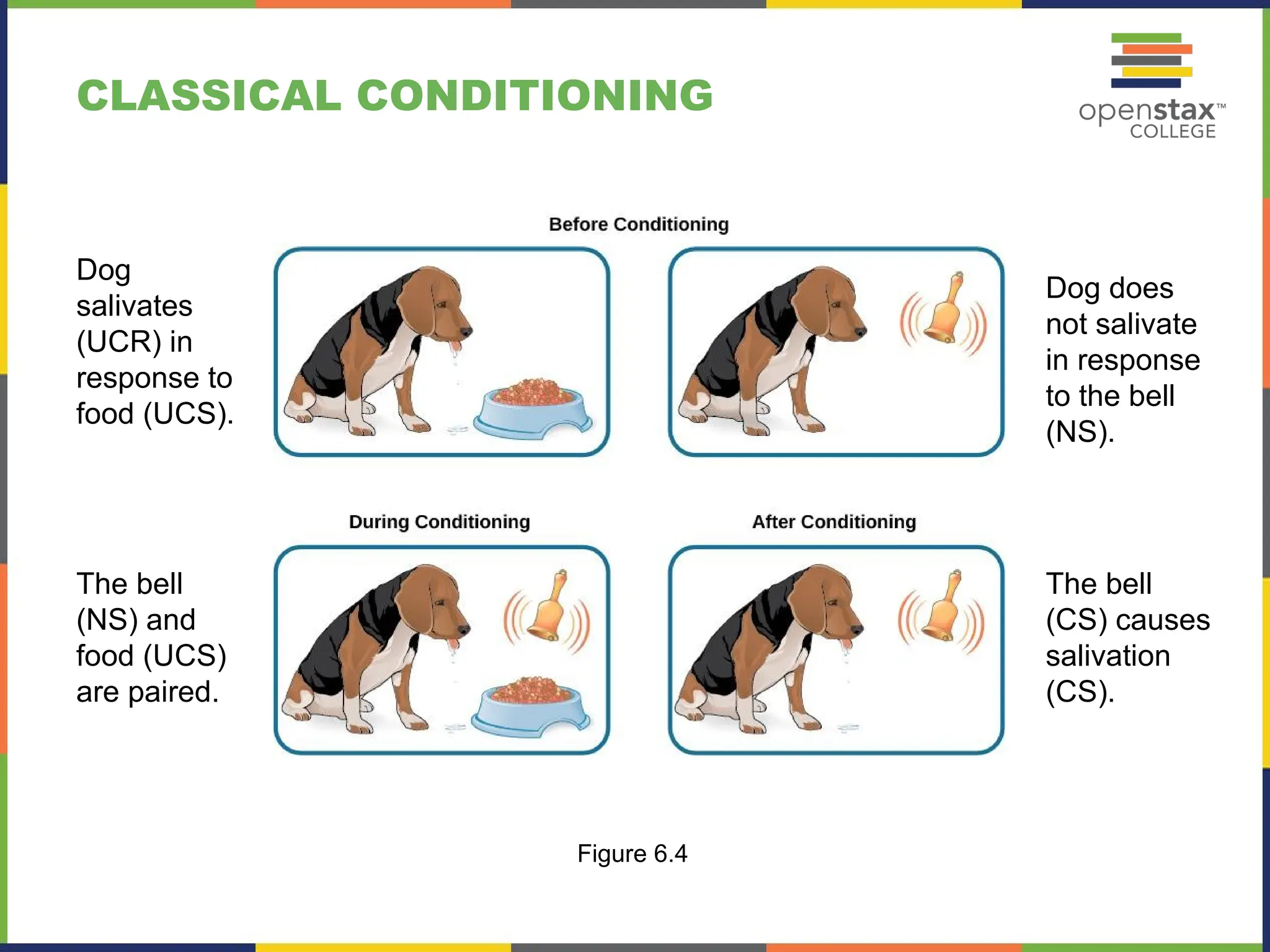 CLASSICAL CONDITIONING
Figure 6.4
Dog
salivates
(UCR) in
response to
food (UCS).
Dog does
not salivate
in response
to the bell
(NS).
The bell
(NS) and
food (UCS)
are paired.
The bell
(CS) causes
salivation
(CS).
 
