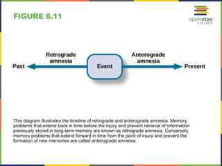 FIGURE 8.11
This diagram illustrates the timeline of retrograde and anterograde amnesia. Memory
problems that extend back in time before the injury and prevent retrieval of information
previously stored in long-term memory are known as retrograde amnesia. Conversely,
memory problems that extend forward in time from the point of injury and prevent the
formation of new memories are called anterograde amnesia.
 