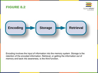 FIGURE 8.2
Encoding involves the input of information into the memory system. Storage is the
retention of the encoded information. Retrieval, or getting the information out of
memory and back into awareness, is the third function.
 