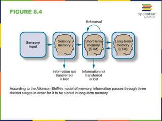 FIGURE 8.4
According to the Atkinson-Shiffrin model of memory, information passes through three
distinct stages in order for it to be stored in long-term memory.
 