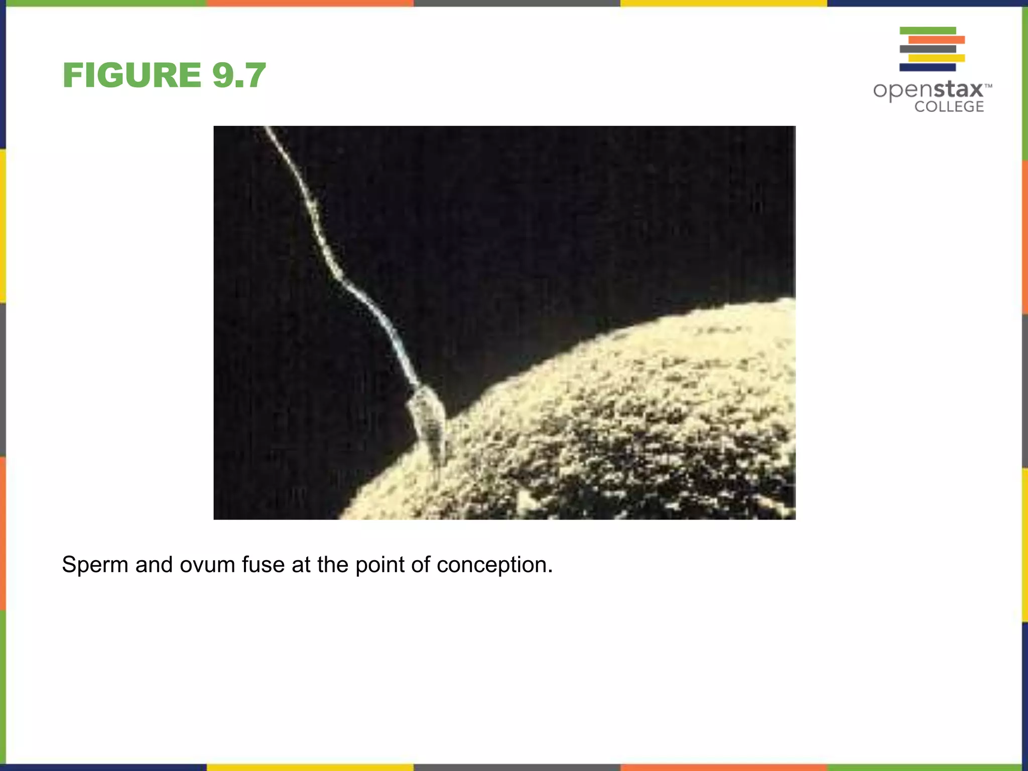 FIGURE 9.7
Sperm and ovum fuse at the point of conception.
 