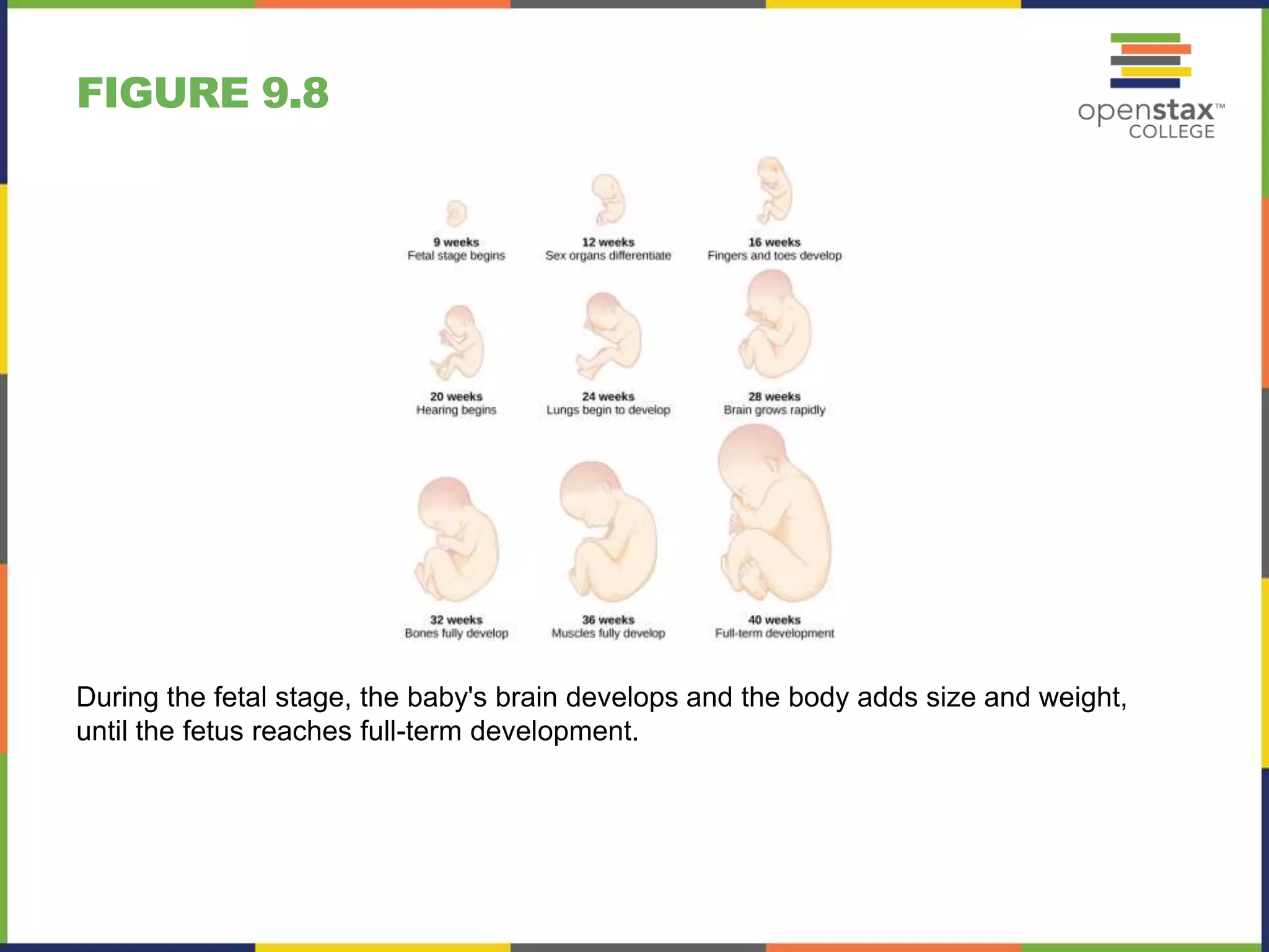 FIGURE 9.8
During the fetal stage, the baby's brain develops and the body adds size and weight,
until the fetus reaches full-term development.
 