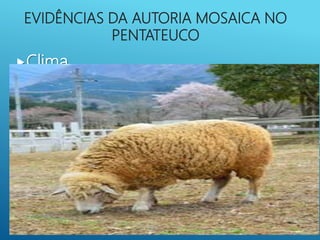 EVIDÊNCIAS DA AUTORIA MOSAICA NO
PENTATEUCO
Clima
Árvores e Animais:
Ovelha Montês
Dudongo
Geografia:
“Aquela região era uma beleza! Fazia a
gente pensar no jardim que o Senhor
plantou no Éden! Era comparável à
bela região do Egito, situada a meio
caminho de Zoar!” Gn 13:10 Viva
 