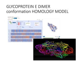 GLYCOPROTEIN E DIMER
conformation HOMOLOGY MODEL
 