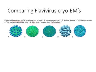 Comparing Flavivirus cryo-EM’s
 