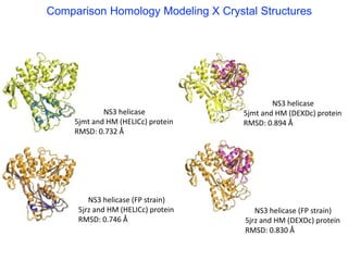NS3 helicase
5jmt and HM (HELICc) protein
RMSD: 0.732 Å
NS3 helicase (FP strain)
5jrz and HM (HELICc) protein
RMSD: 0.746 Å
NS3 helicase
5jmt and HM (DEXDc) protein
RMSD: 0.894 Å
NS3 helicase (FP strain)
5jrz and HM (DEXDc) protein
RMSD: 0.830 Å
Comparison Homology Modeling X Crystal Structures
 